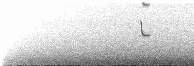 Weißbart-Helmkolibri - ML503524791