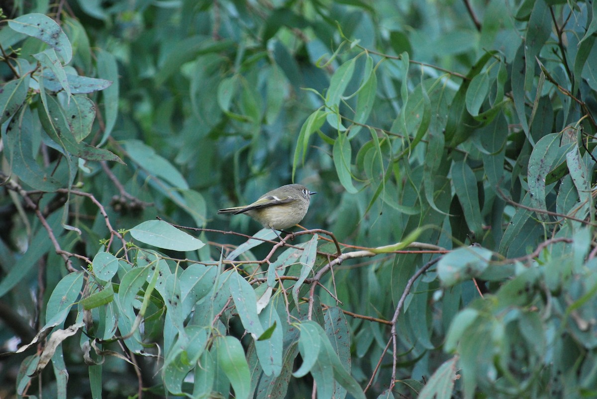 Ruby-crowned Kinglet - Lucy London