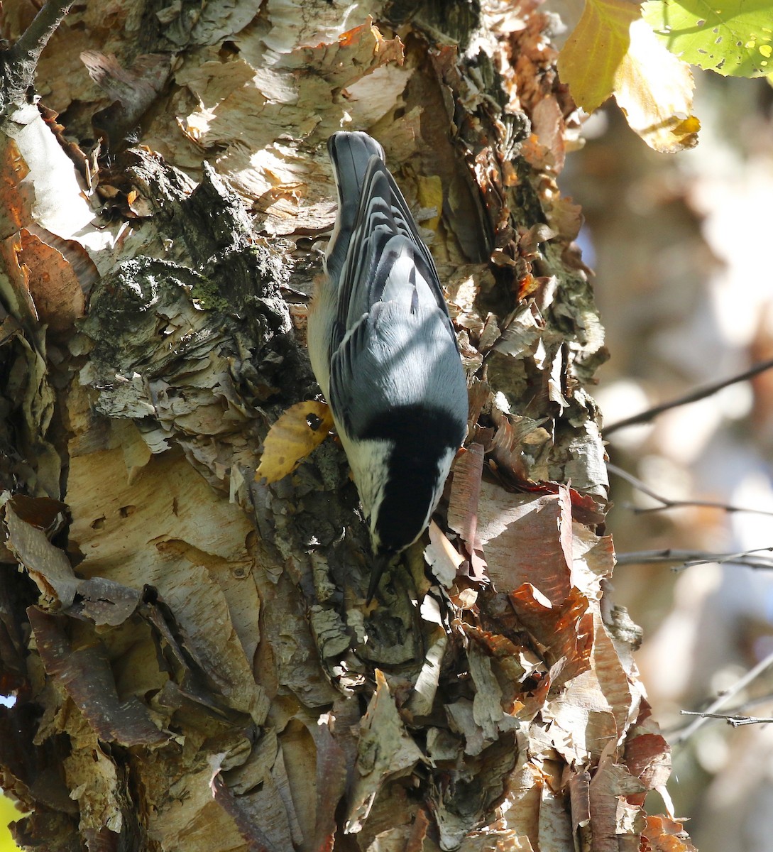 White-breasted Nuthatch - ML503534661
