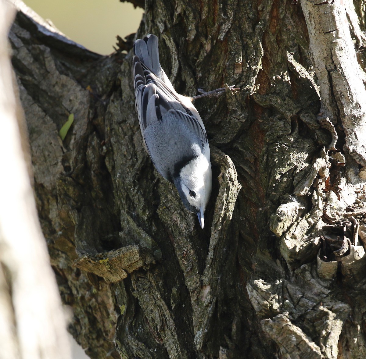 White-breasted Nuthatch - ML503535161