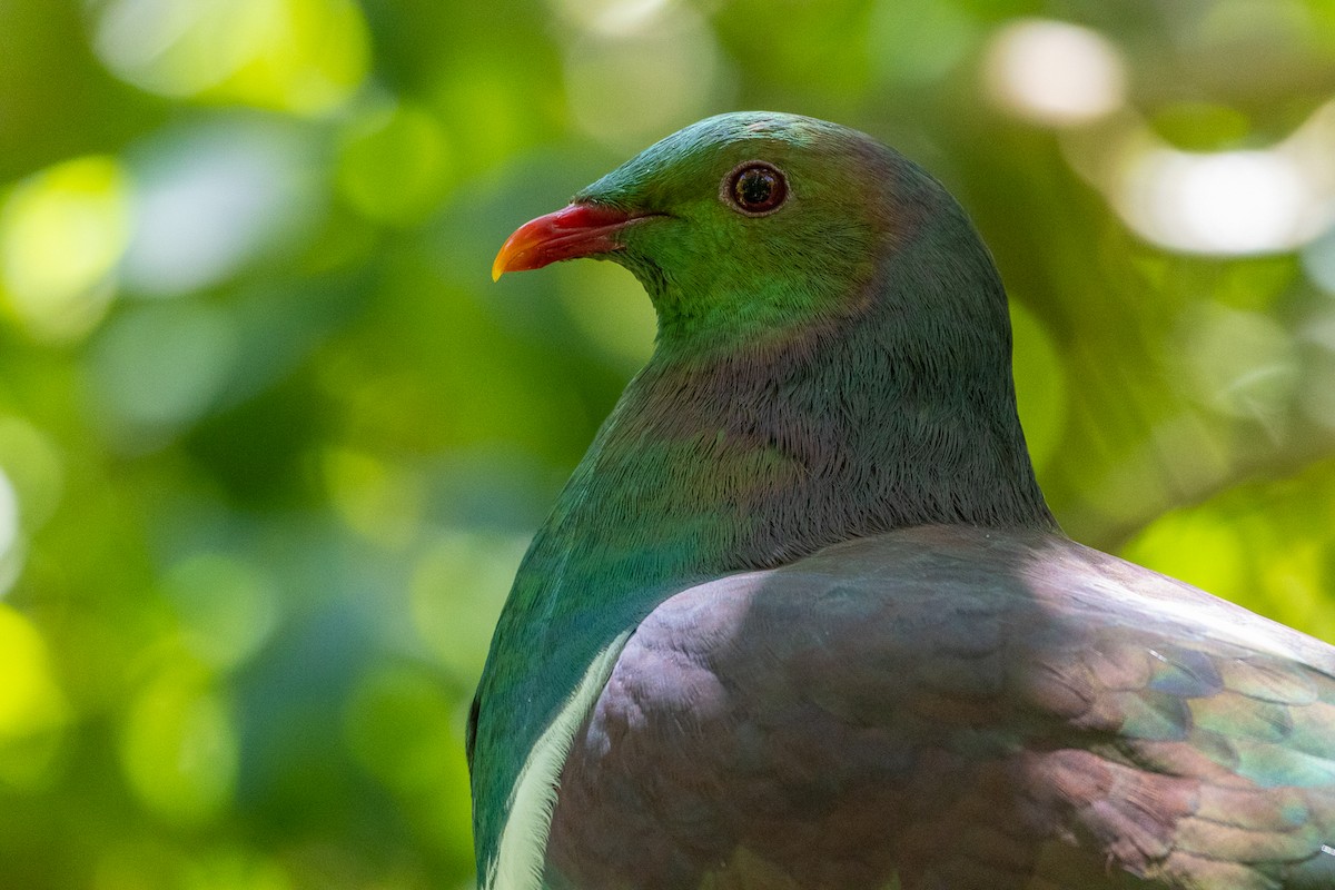 New Zealand Pigeon - ML503536071