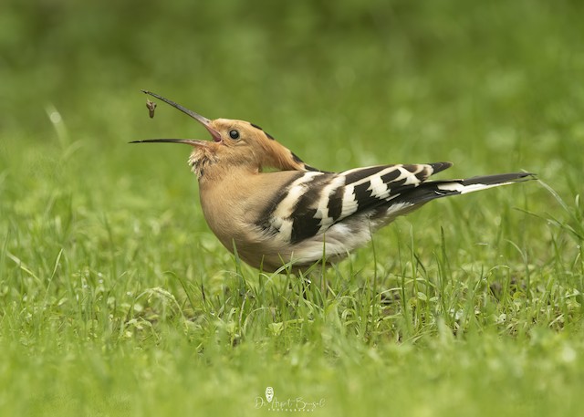 Bird feeding. - Eurasian Hoopoe - 