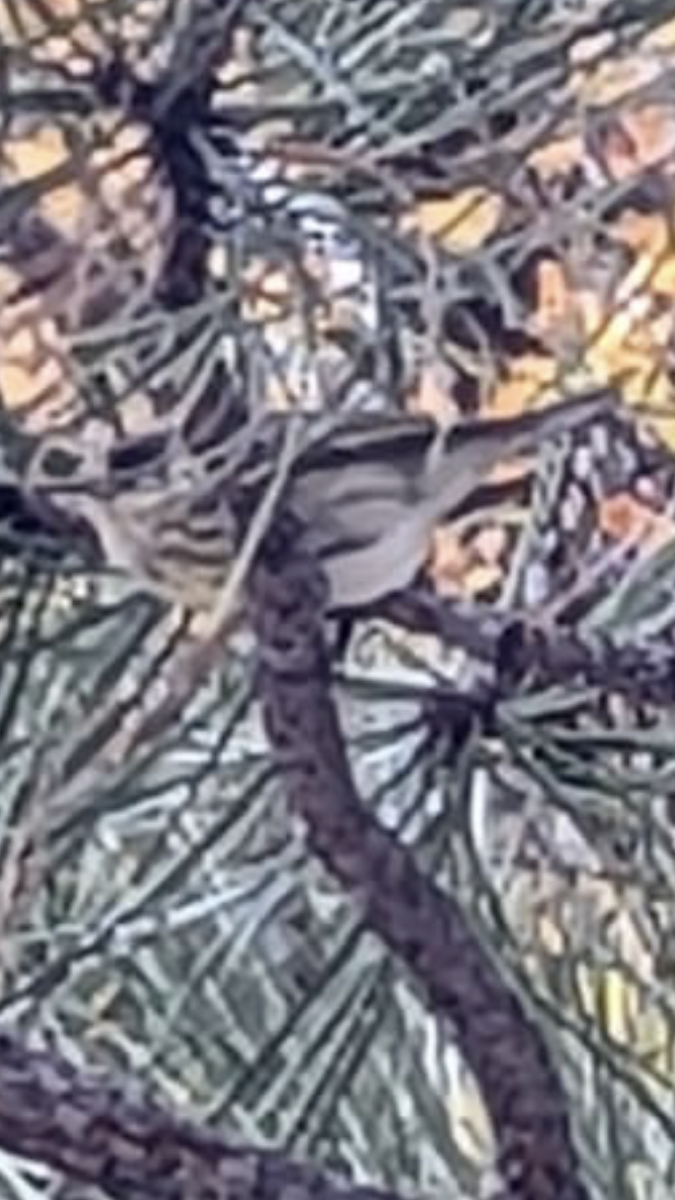 Cape May Warbler - ML503539231