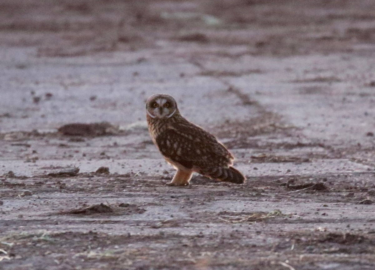 Short-eared Owl - ML503541101