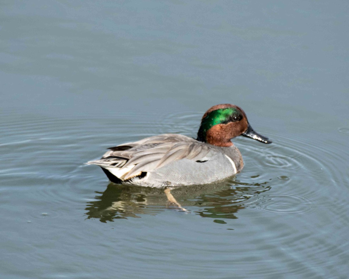 Green-winged Teal - ML50354151