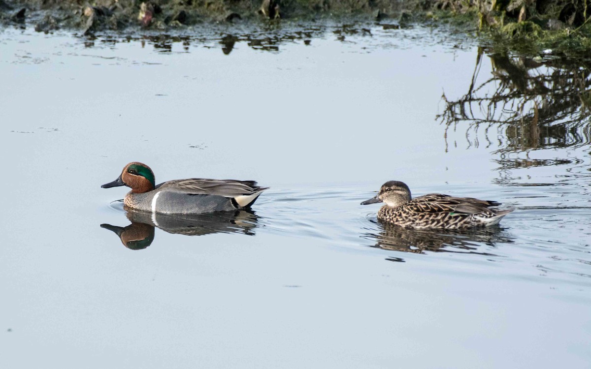 Green-winged Teal - ML50354161
