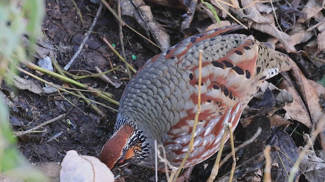  - Hill Partridge