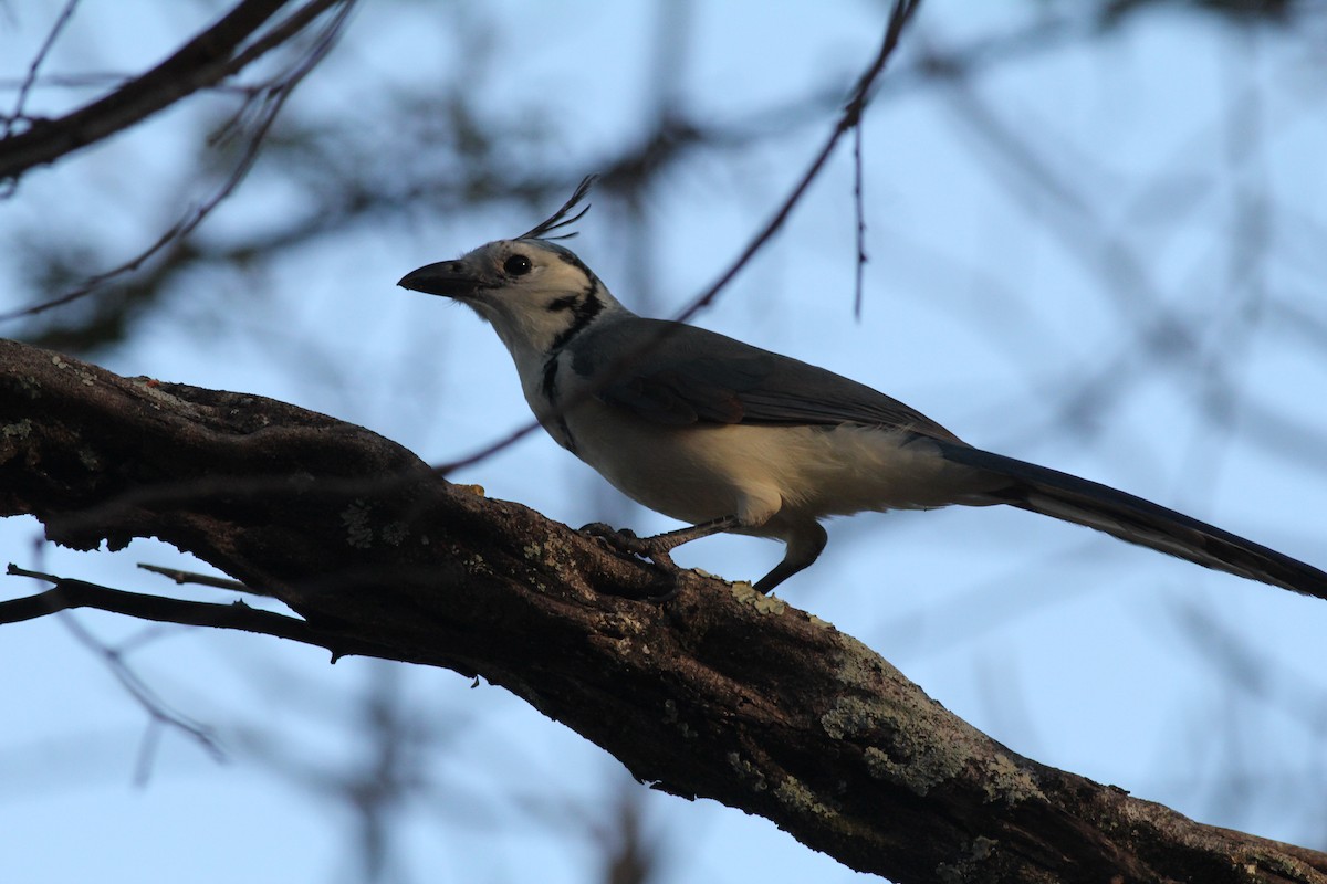 White-throated Magpie-Jay - ML50354861