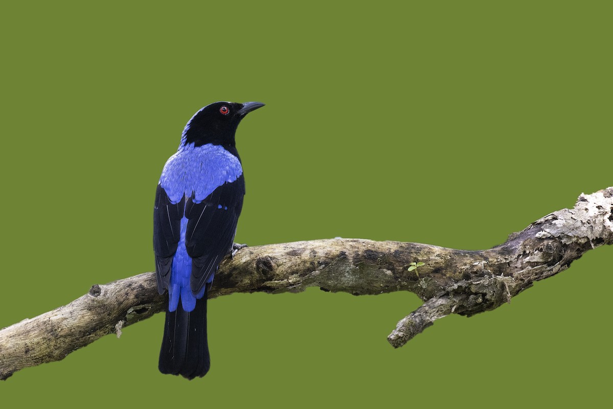 Asian Fairy-bluebird - Arpit Bansal