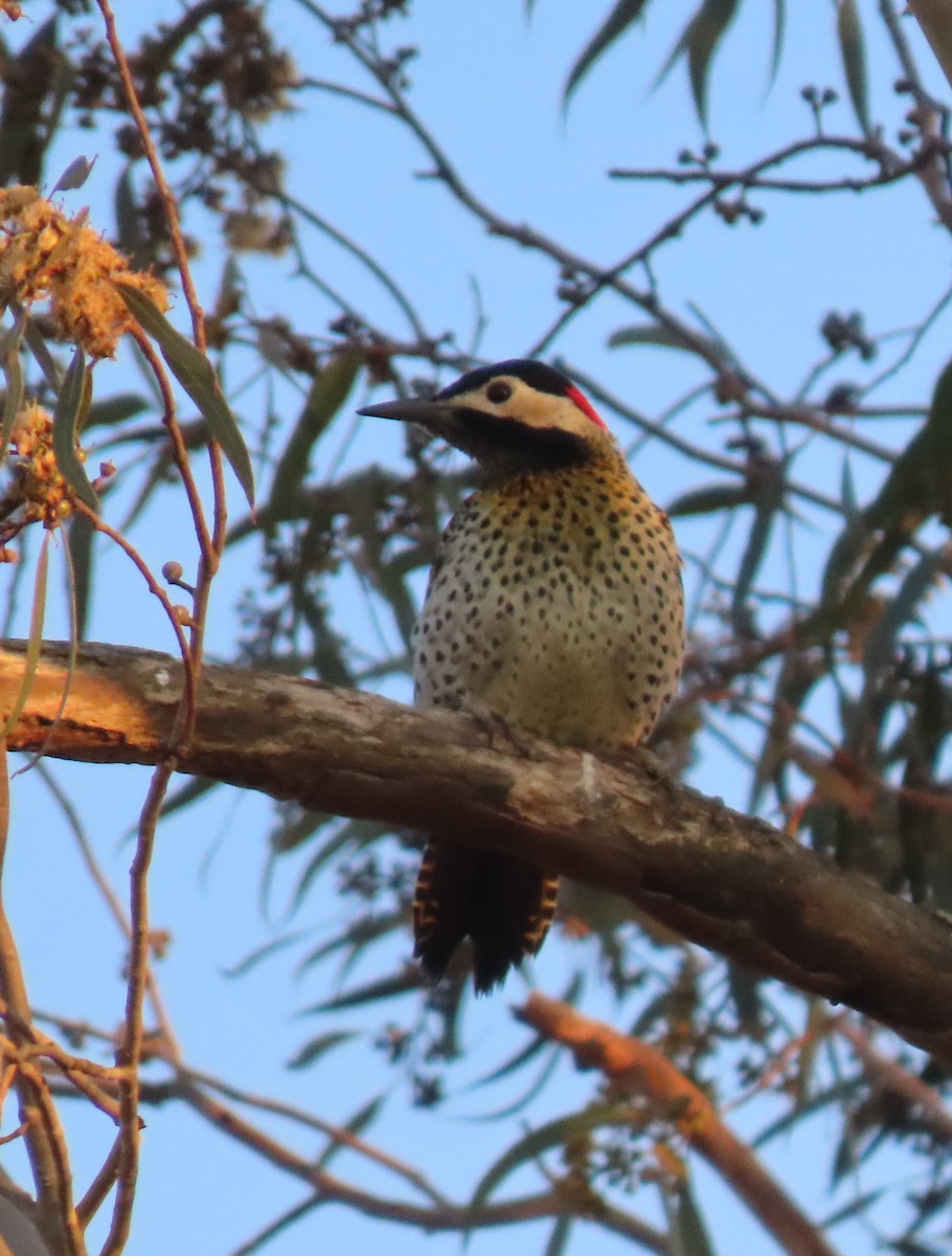 Green-barred Woodpecker - ML503552541
