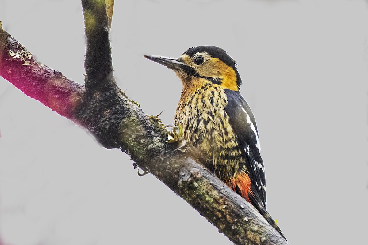 Darjeeling Woodpecker - ML503552921