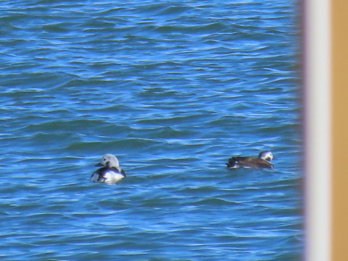 eBird Checklist 13 Nov 2022 Laramie Plains LakesTwin Buttes Lake