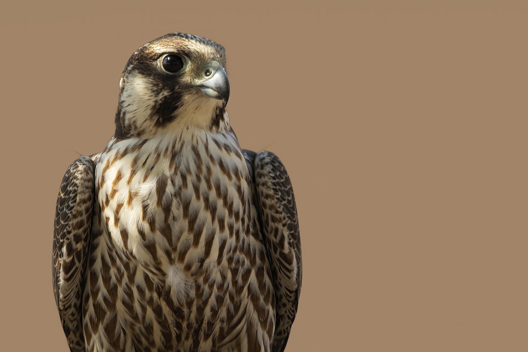 Peregrine Falcon (Tundra) - Arpit Bansal