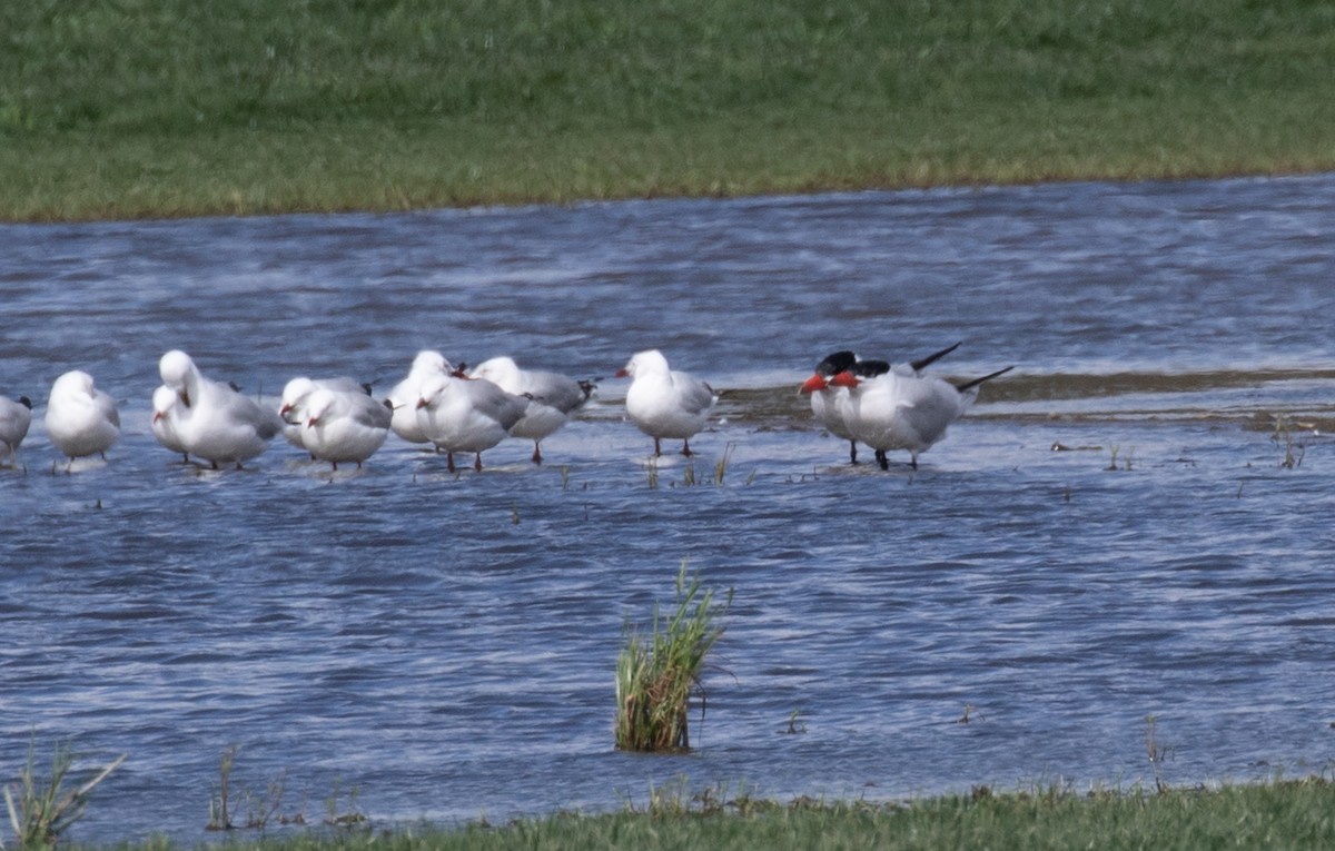 EBird Checklist 14 Nov 2022 Dairy Road Fyshwick Australian Capital Territory AU 35 311