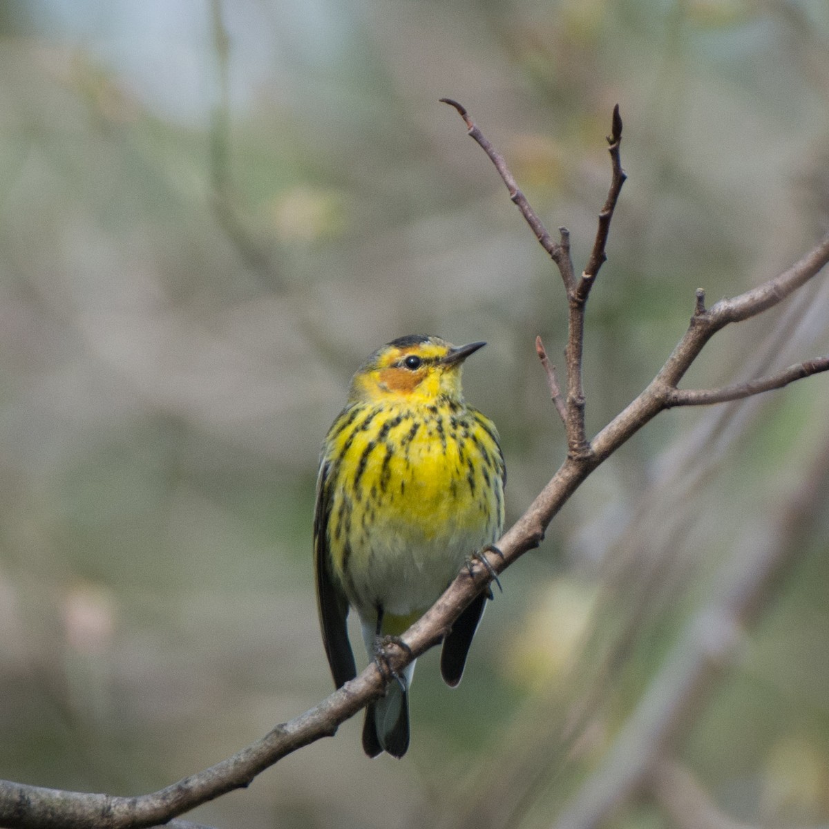 Cape May Warbler - ML50356541