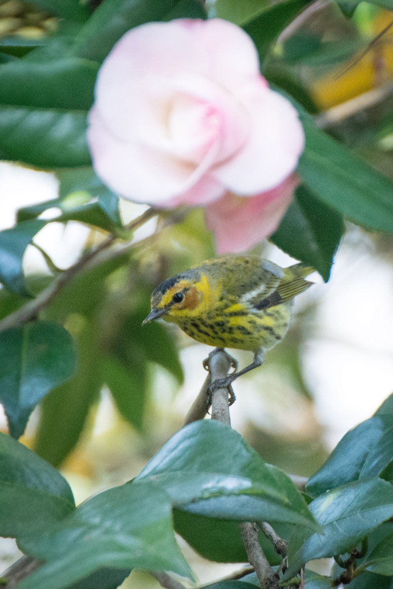 Cape May Warbler - ML50356611
