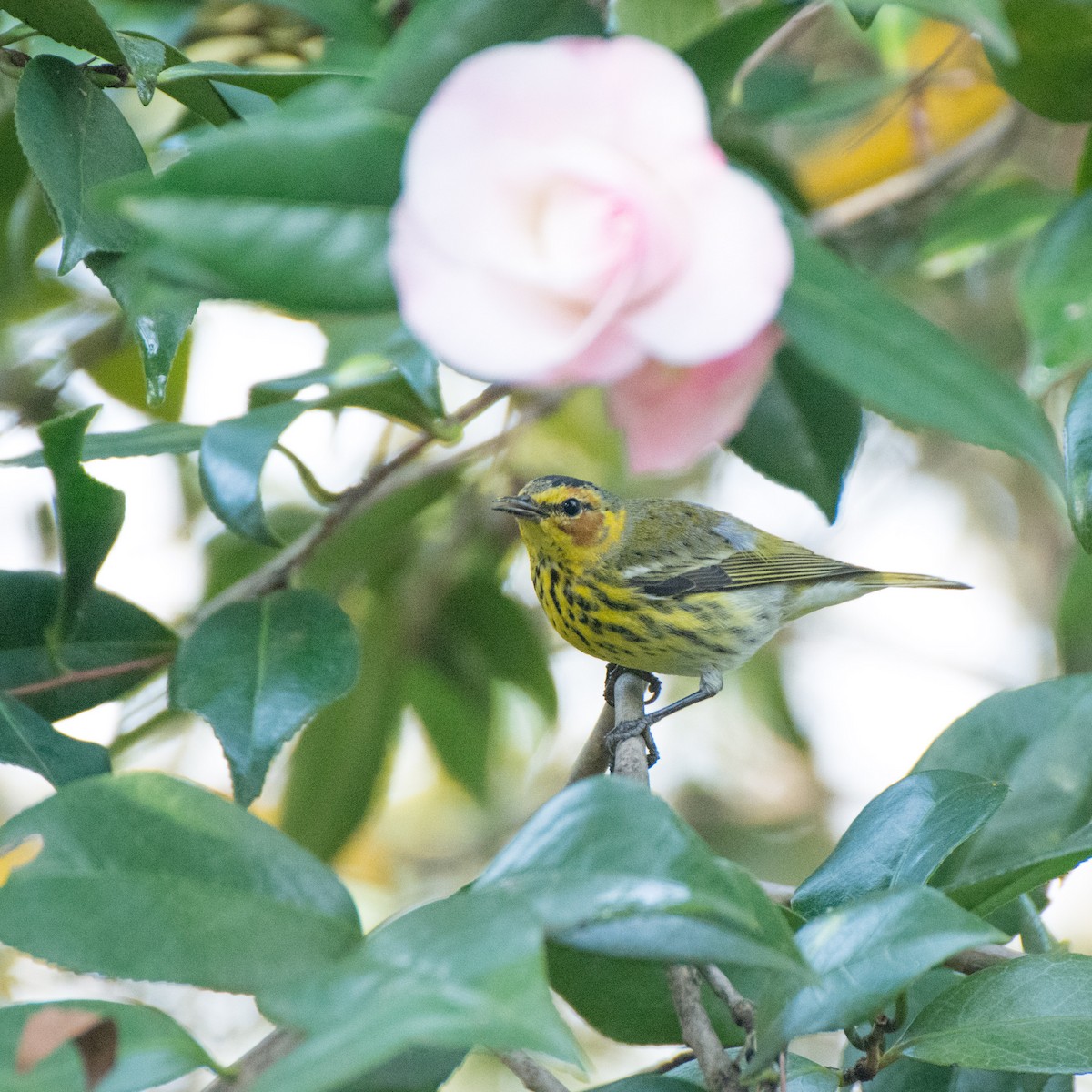 Cape May Warbler - ML50356621
