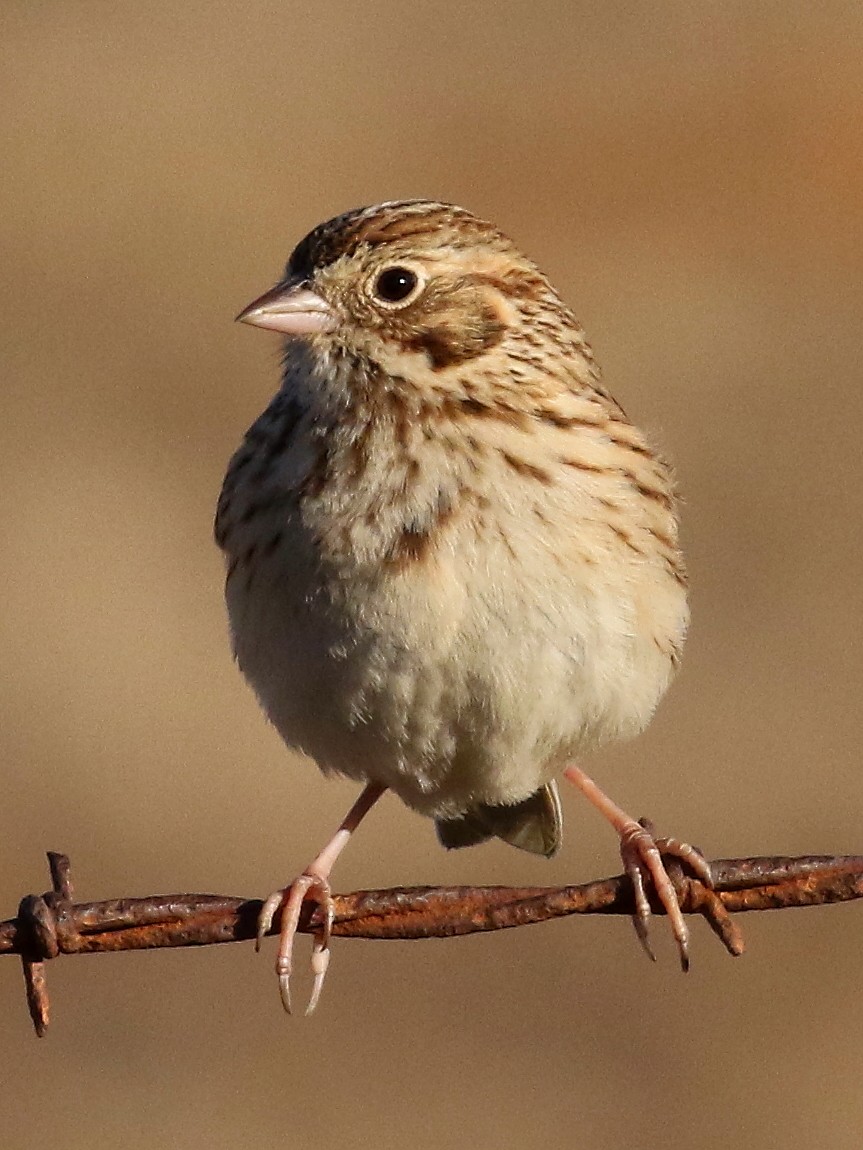 Vesper Sparrow - Andrew Engilis