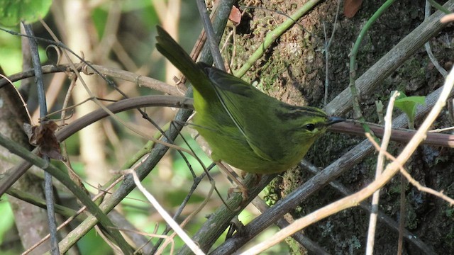 Two-banded Warbler - ML503566891