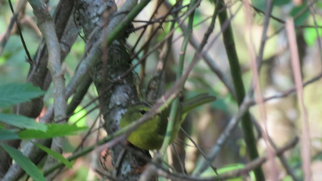 Two-banded Warbler - ML503566911