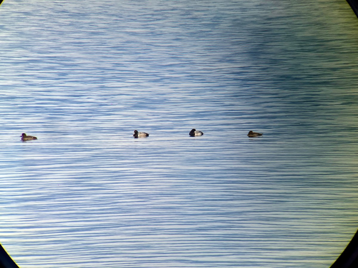 Greater Scaup - ML503567741