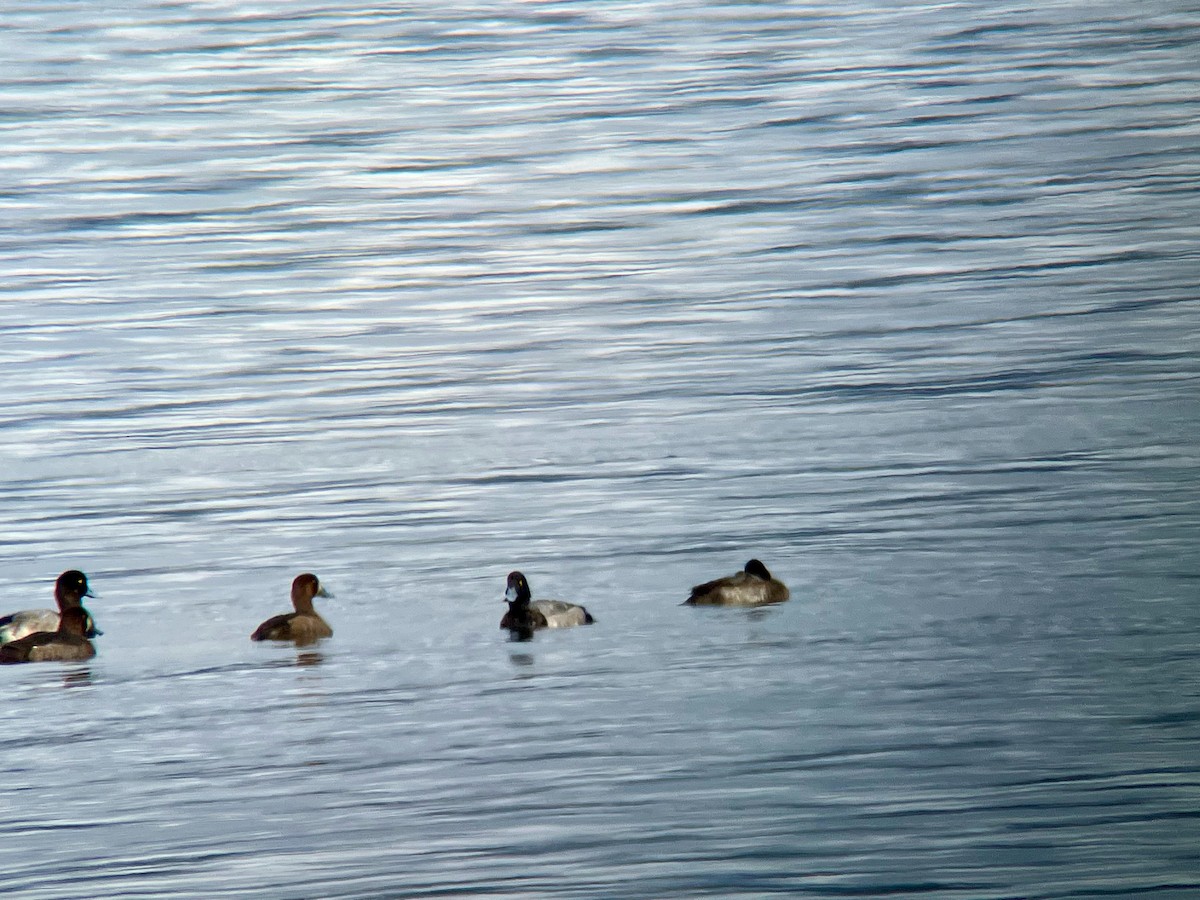 Greater Scaup - ML503567751