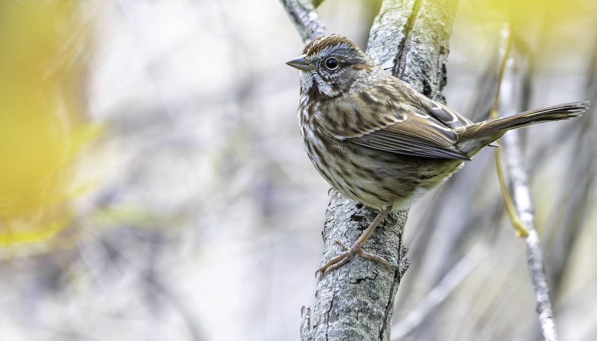 Song Sparrow (montana/merrilli) - Connor Cochrane