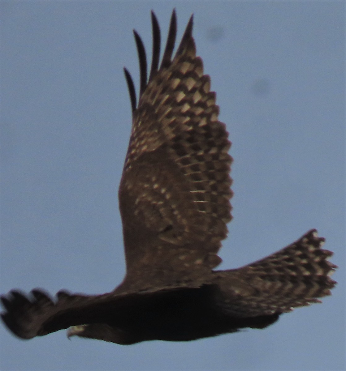 Red-tailed Hawk (Harlan's) - ML503572231