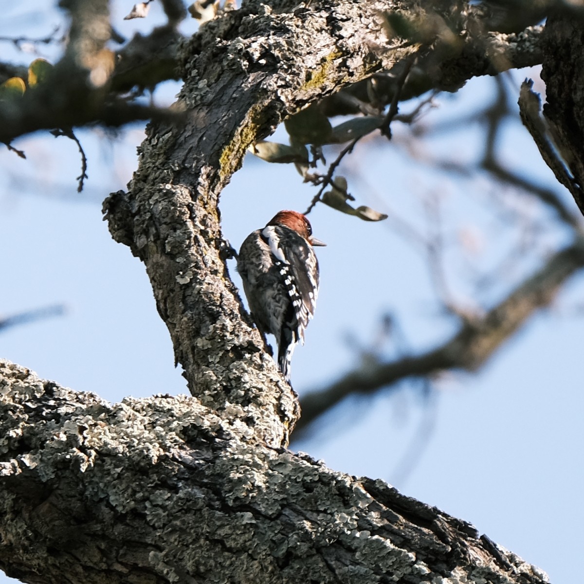 Red-breasted Sapsucker - ML503575511
