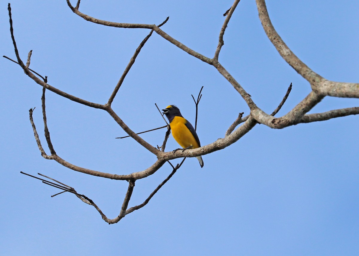 West Mexican Euphonia - ML503576621
