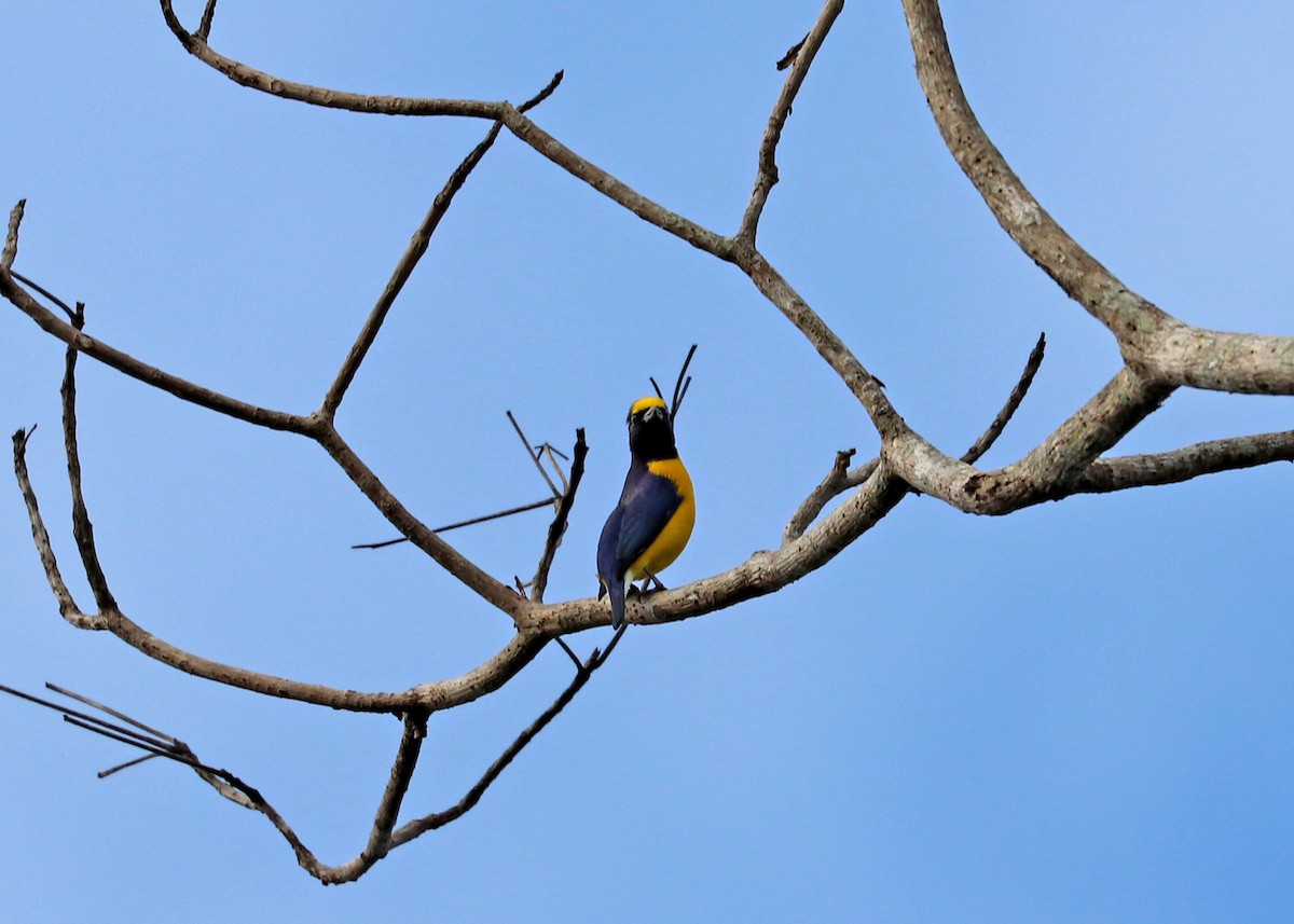 West Mexican Euphonia - ML503576631