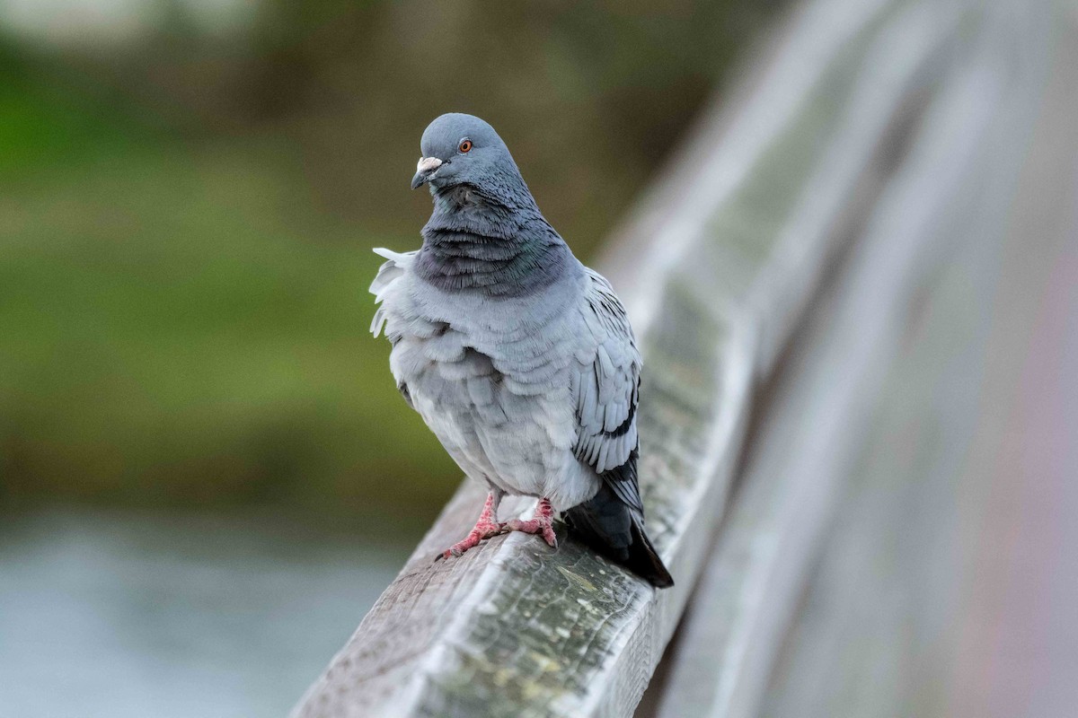 Rock Pigeon (Feral Pigeon) - ML50357881