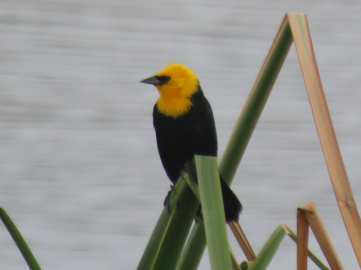 Yellow-hooded Blackbird - ML503580341