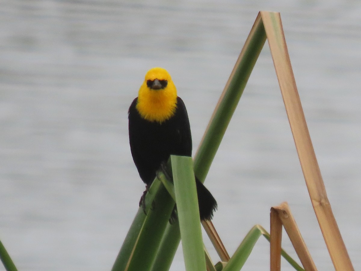 Yellow-hooded Blackbird - ML503580351