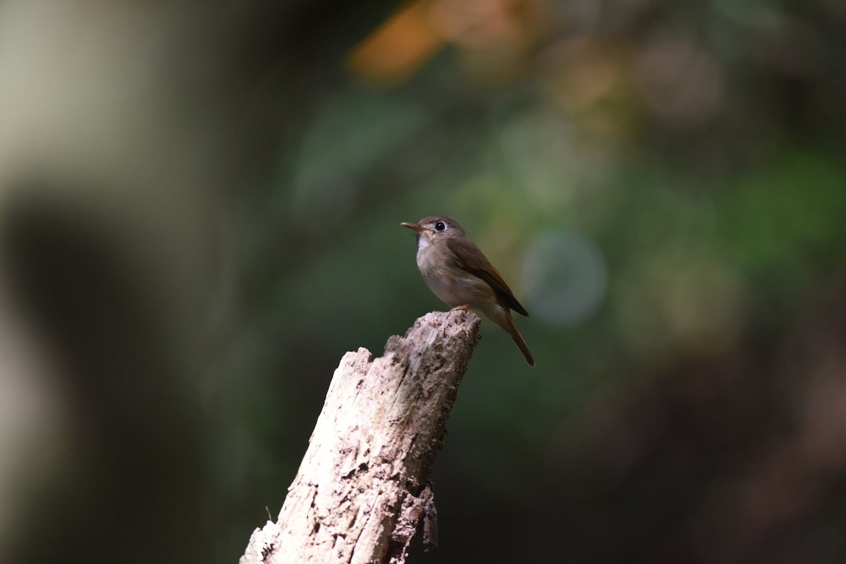 Brown-breasted Flycatcher - ML503581061