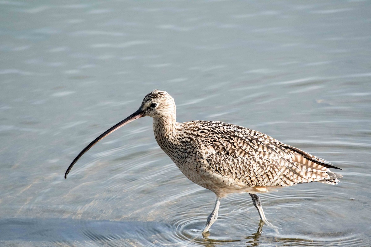 Long-billed Curlew - ML50359081