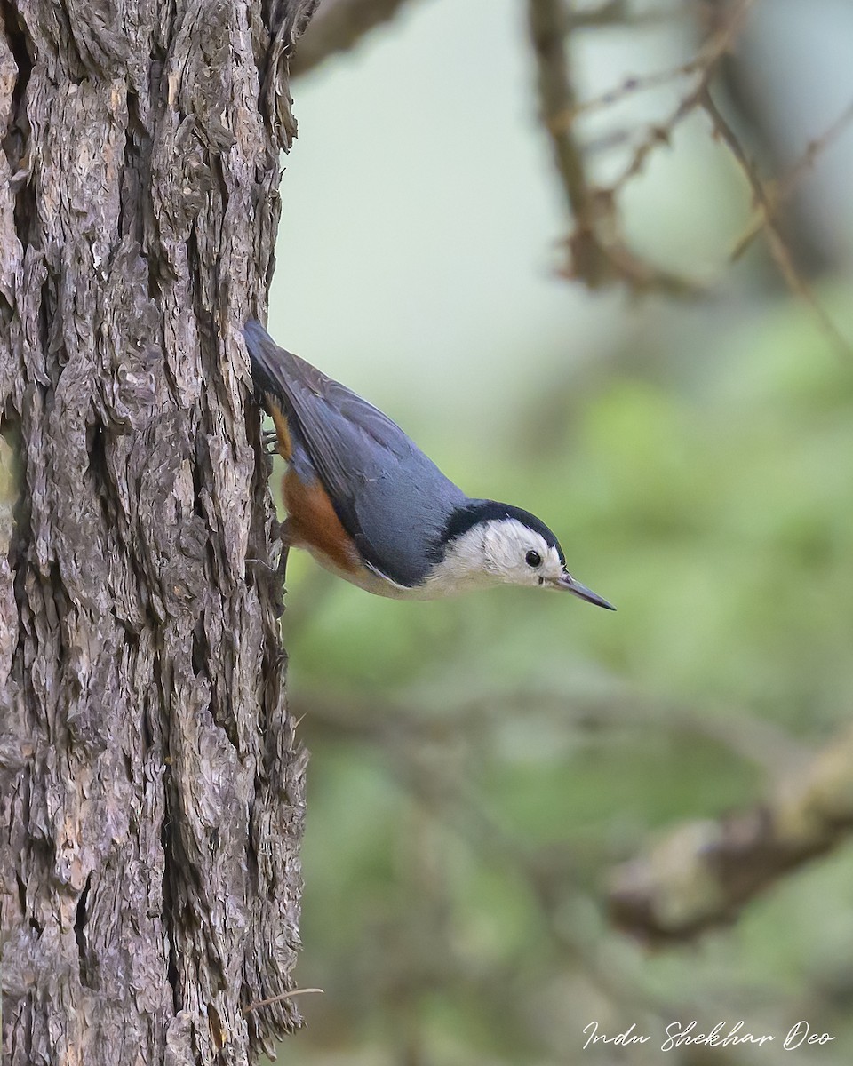 White-cheeked Nuthatch - ML503591781