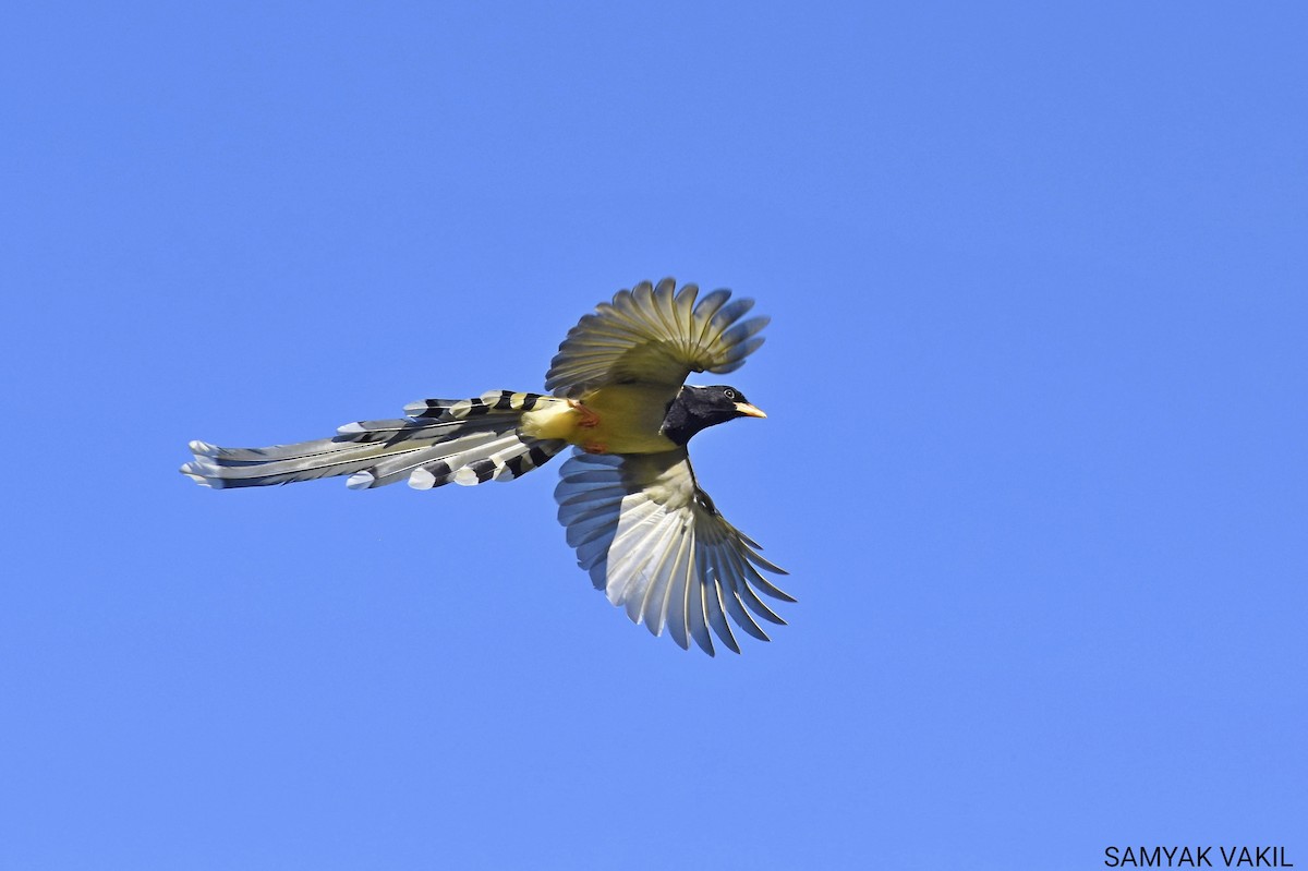 Yellow-billed Blue-Magpie - Samyak Vakil