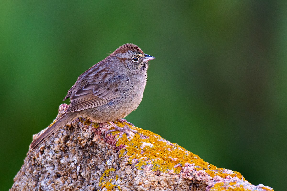 Rufous-crowned Sparrow - Soumyadeep  Chatterjee