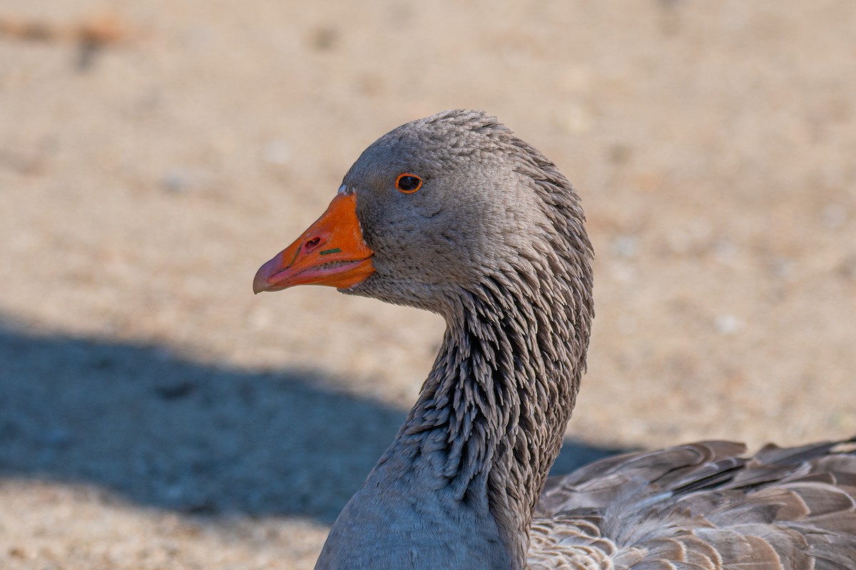 Graylag Goose (Domestic type) - Soumyadeep  Chatterjee
