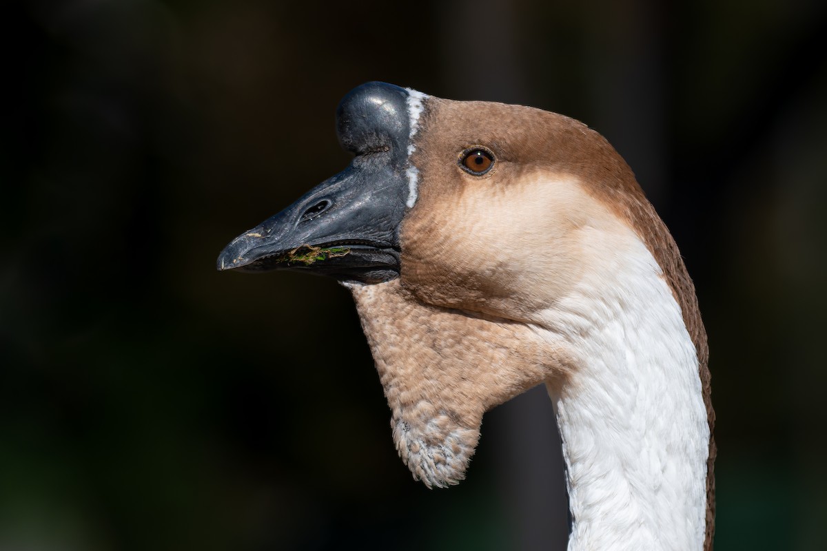 Swan Goose (Domestic type) - Soumyadeep  Chatterjee
