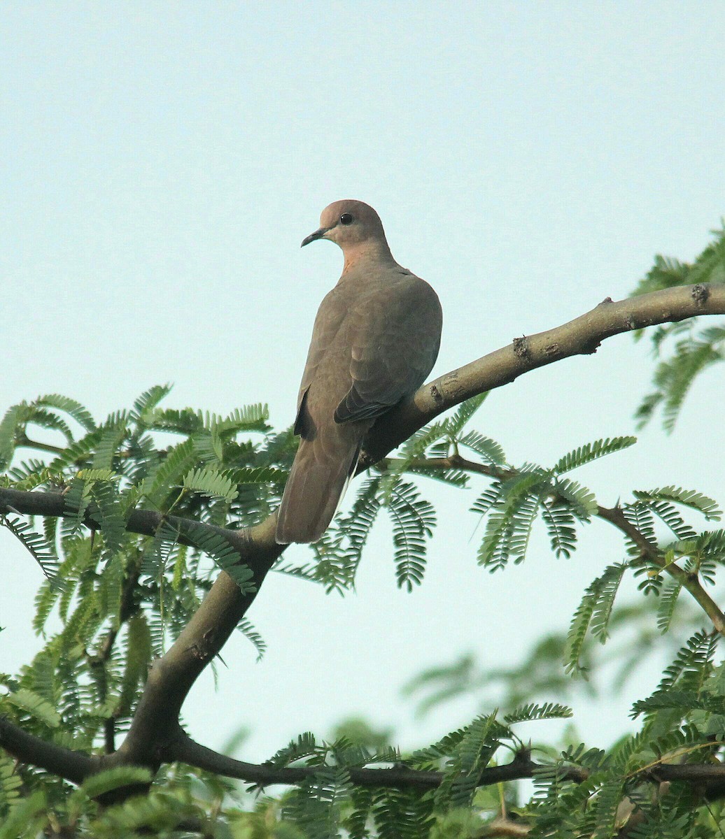 Laughing Dove - ML503594711