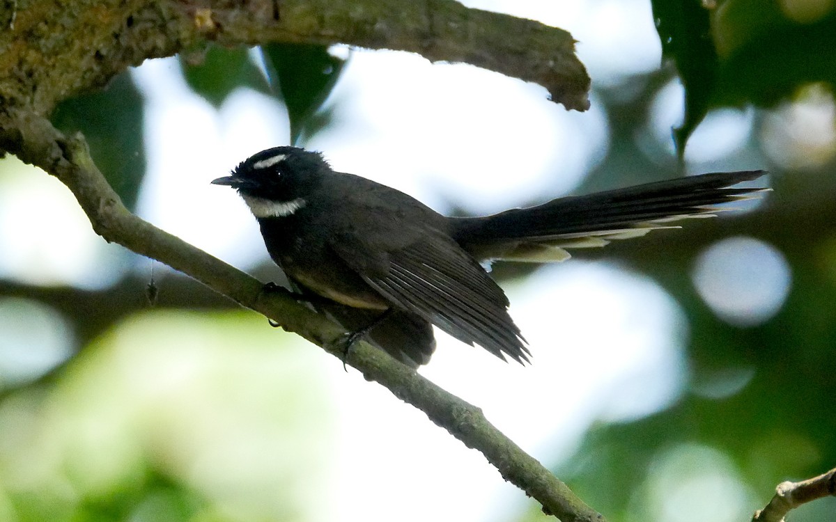 White-throated Fantail - ML503595311