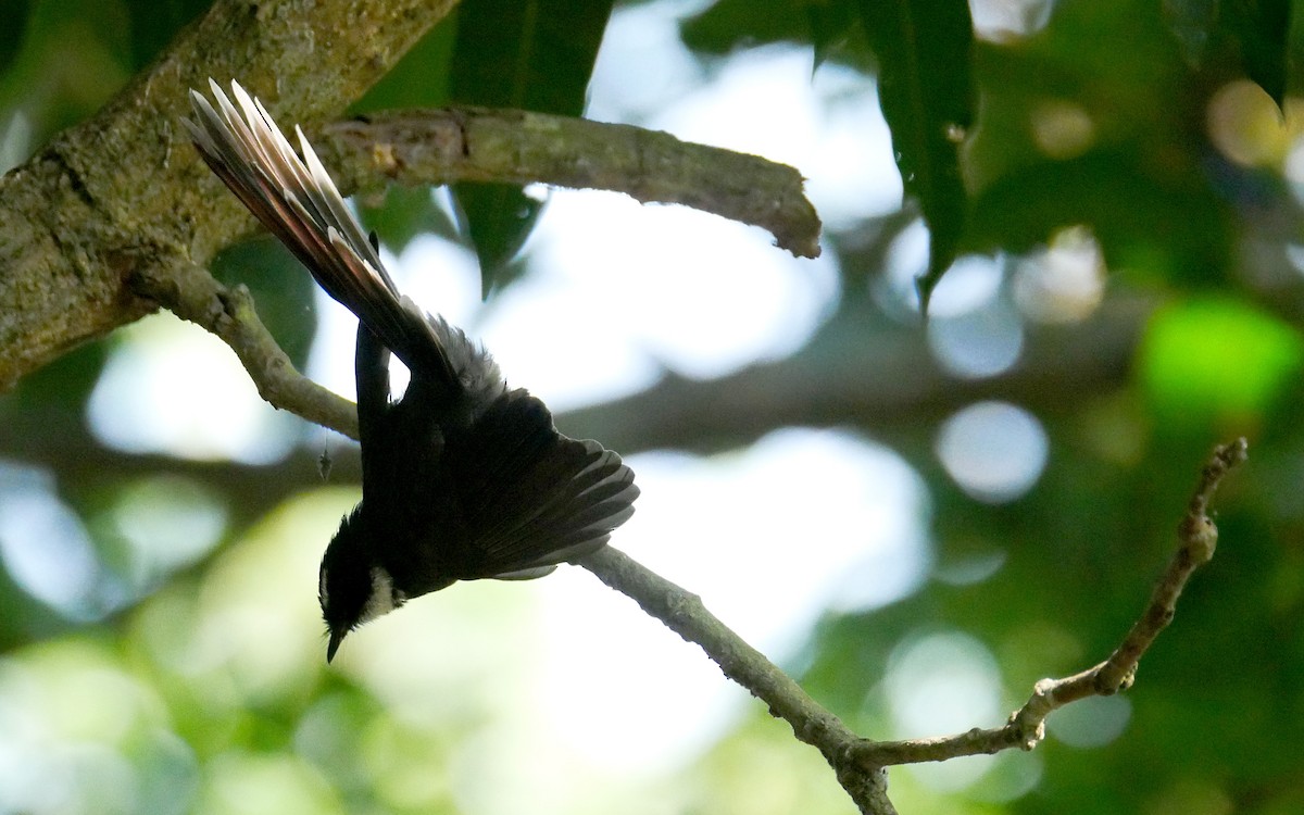 White-throated Fantail - ML503595321