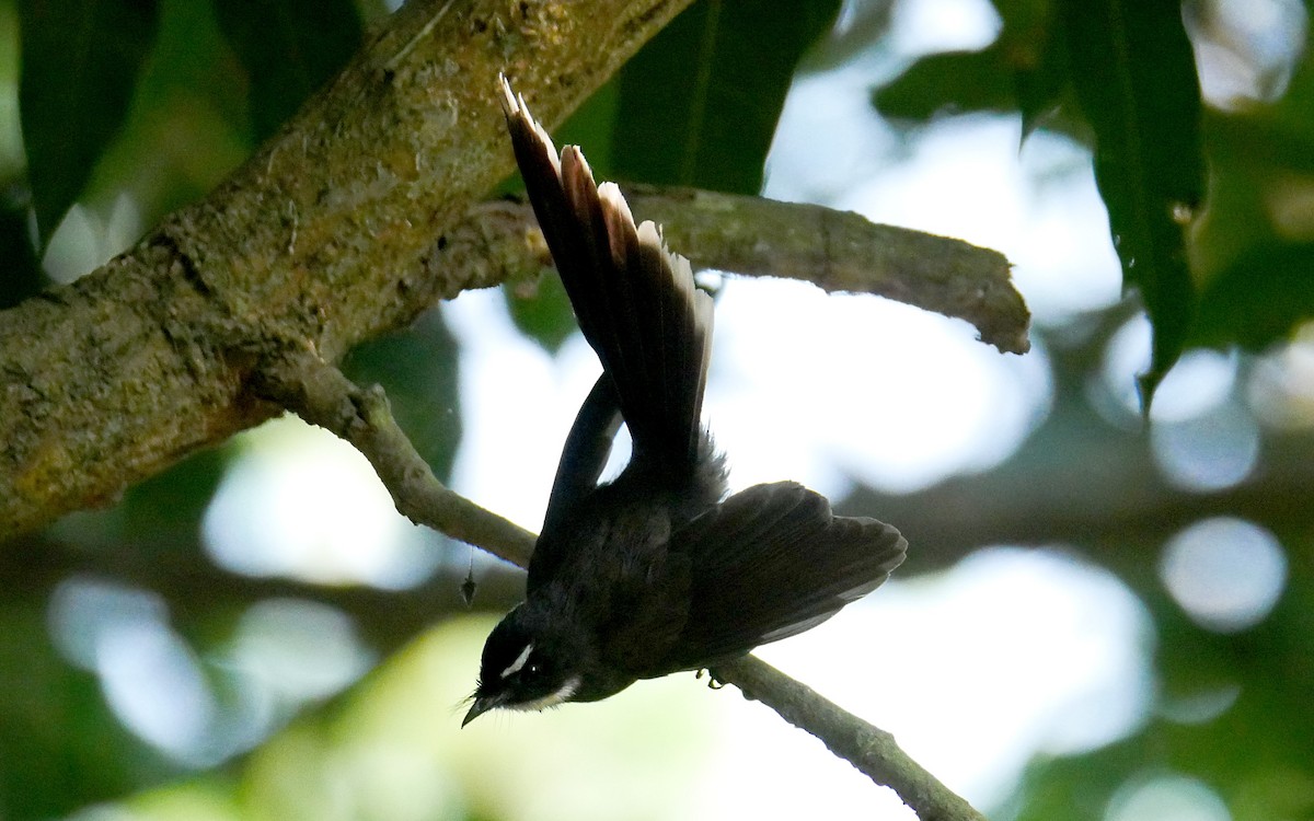 White-throated Fantail - ML503595331