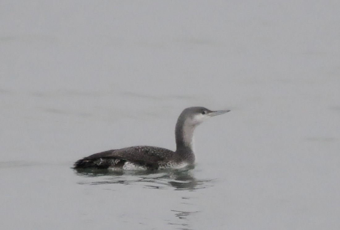 Red-throated Loon - Steven Mlodinow