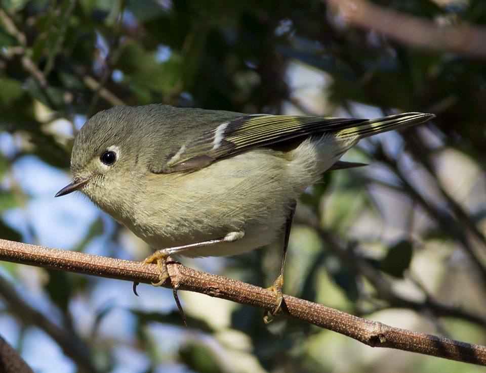 Ruby-crowned Kinglet - Martin Wall