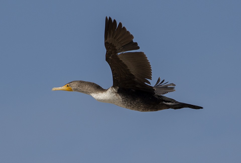 Double-crested Cormorant - Martin Wall