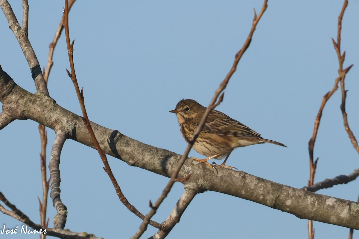 Meadow Pipit - ML503608011