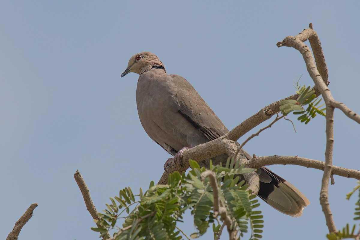 Red-eyed Dove - ML503613291